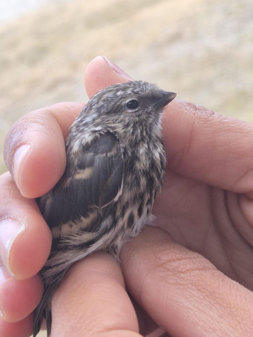 1k_Redpoll.jpg