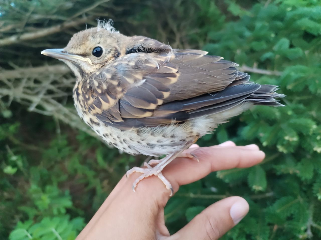 1k_Song_Thrush.jpg_nwe.jpg