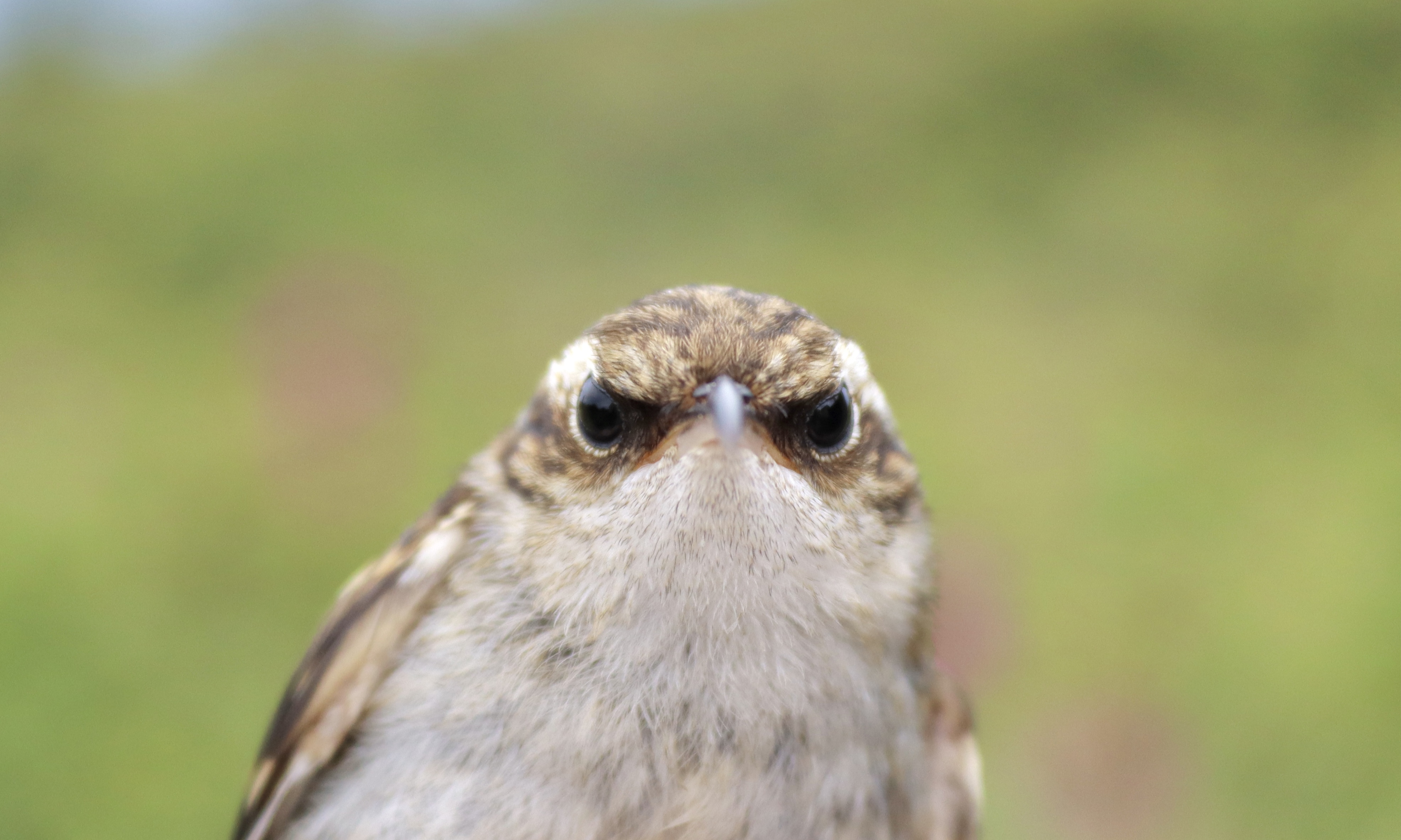 20230815 treecreeper