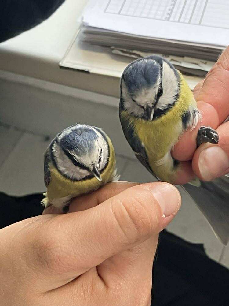 566574590 836790685506481 2068789589128231206 n