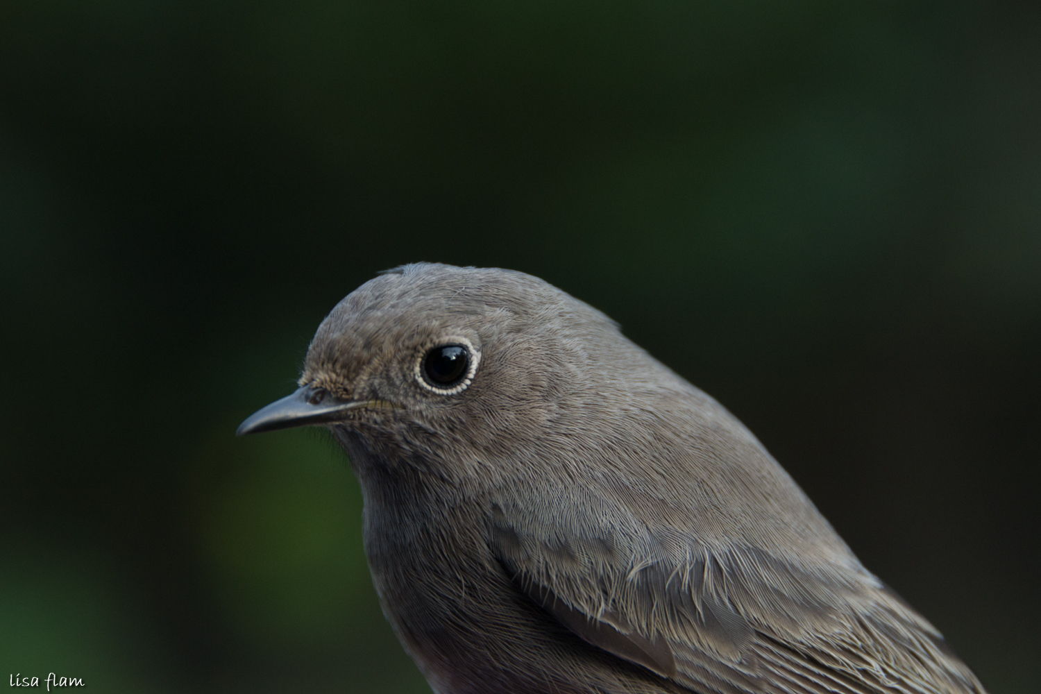 Black Redstart