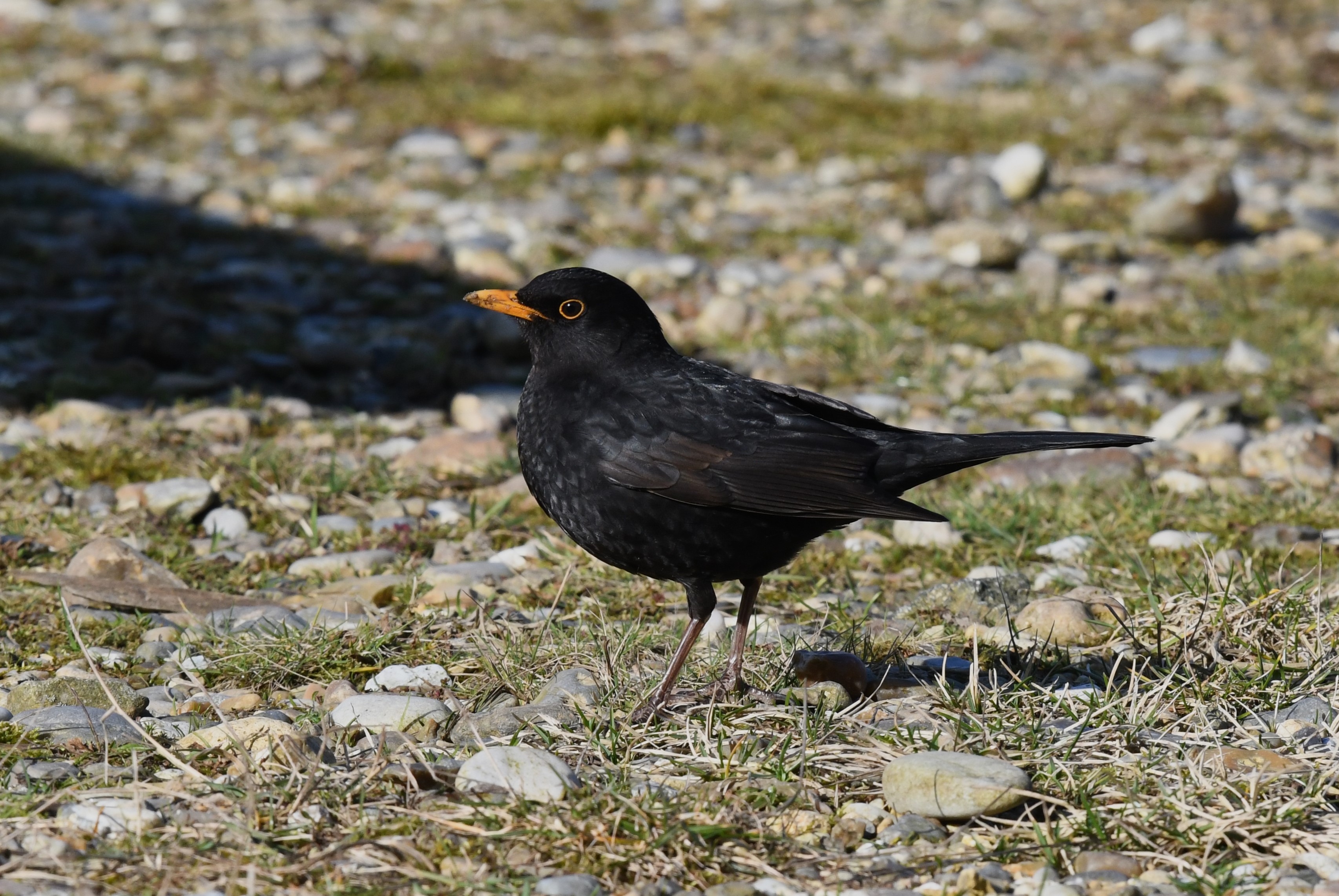 Blackbird_Juv.JPG