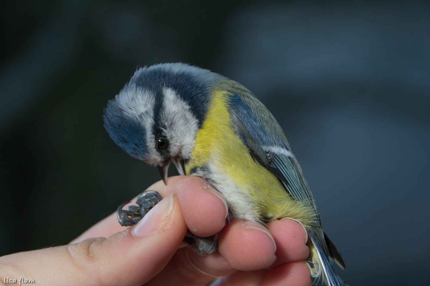 Blue tit biting 1.1