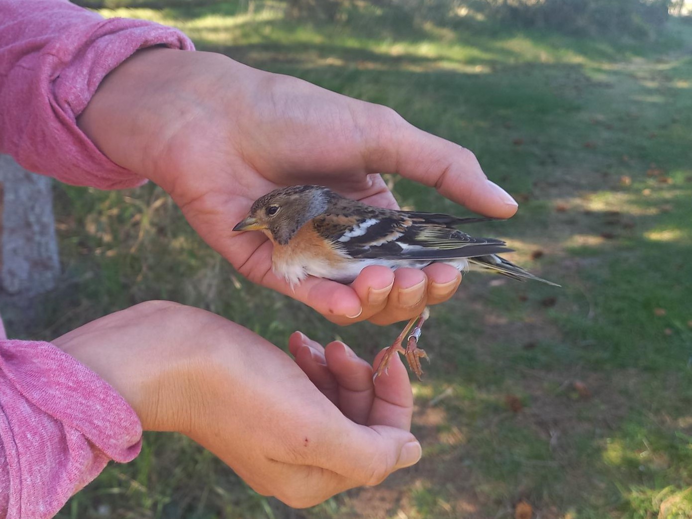 Brambling22042024