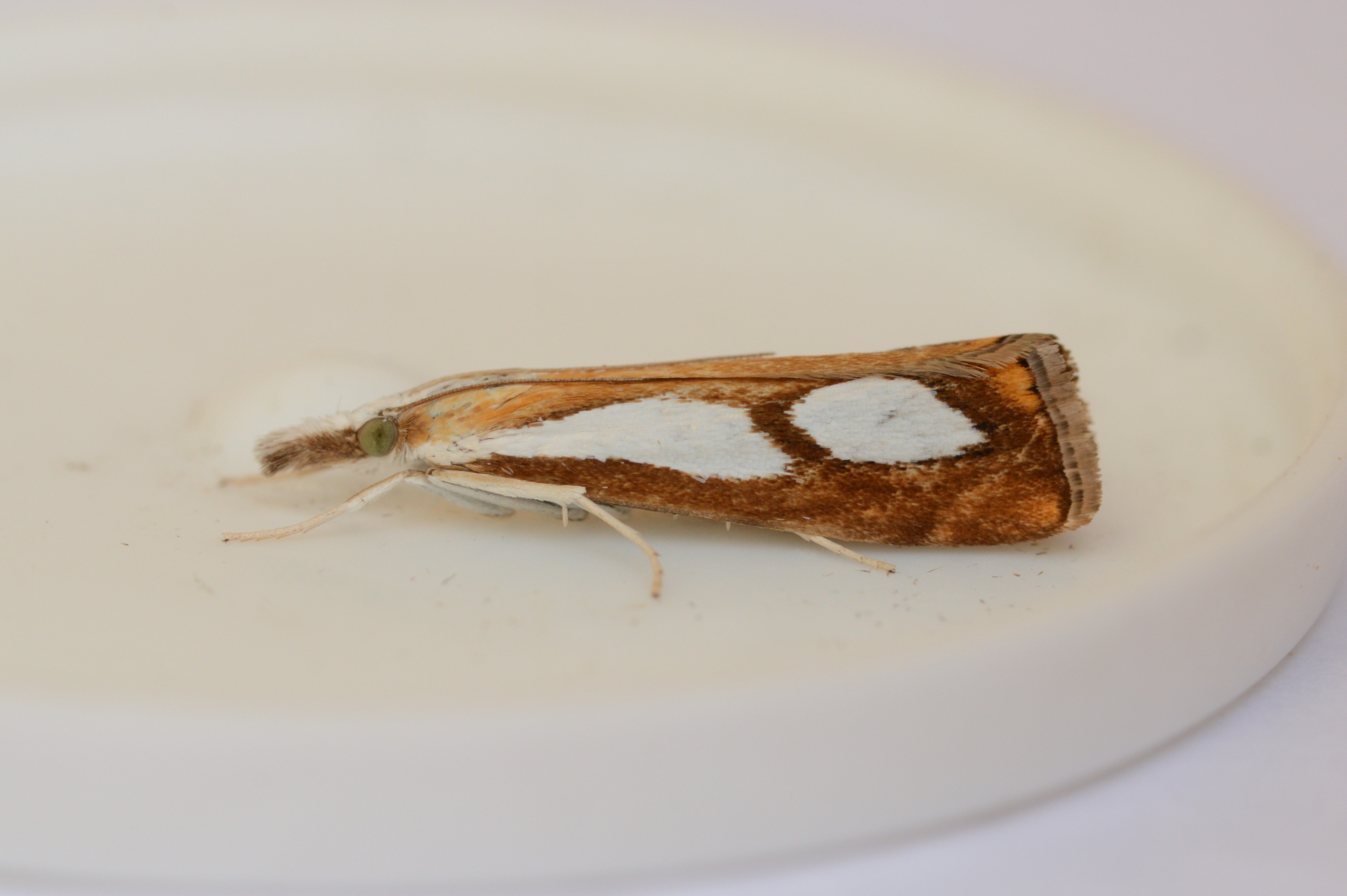 Catoptria_pinella_09.07.2021_Blavand_Denmark_19.JPG