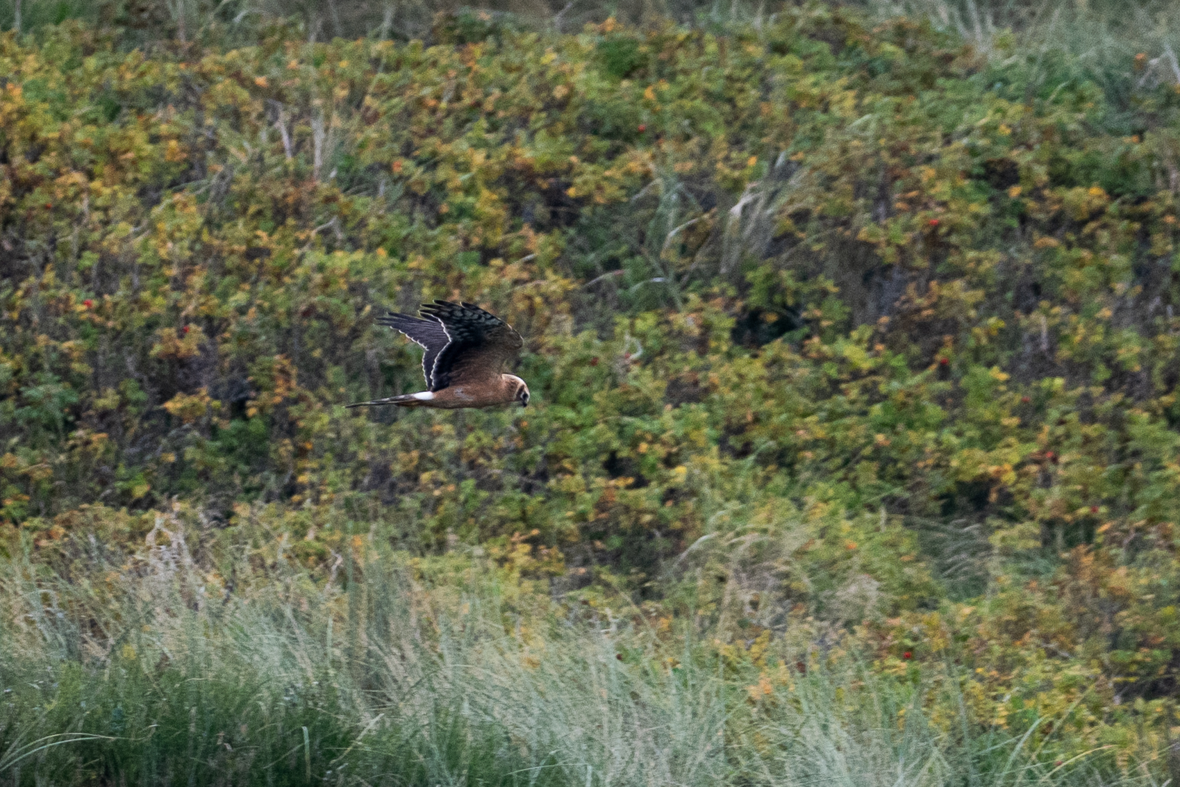 DSC_4383_1.jpg