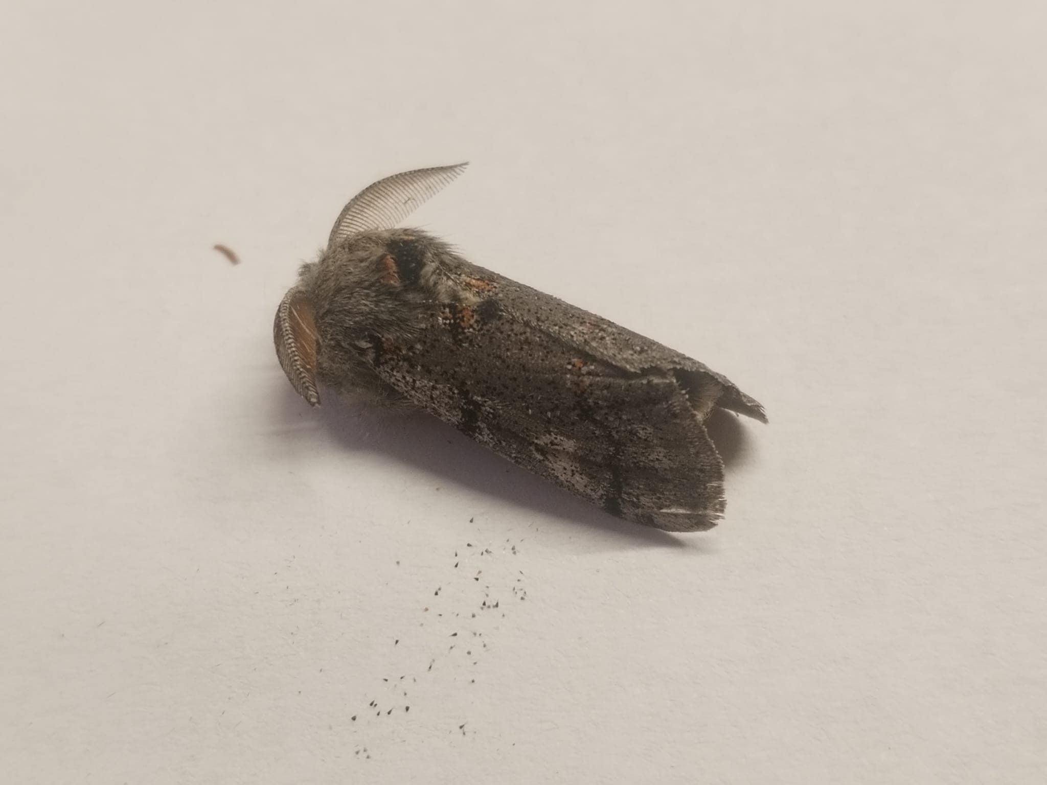 Dark_Tussock.jpeg