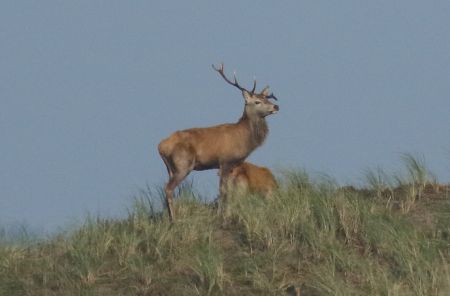 Deer bull. Foto. Jennifer Leung