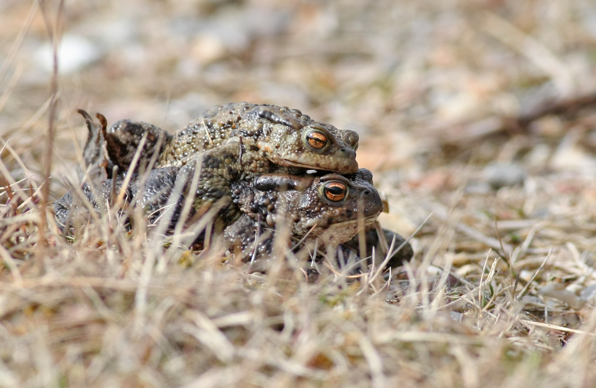 Den gode made at holde varmen pa Blavand 09.04 2018 1. Henrik Knudsen