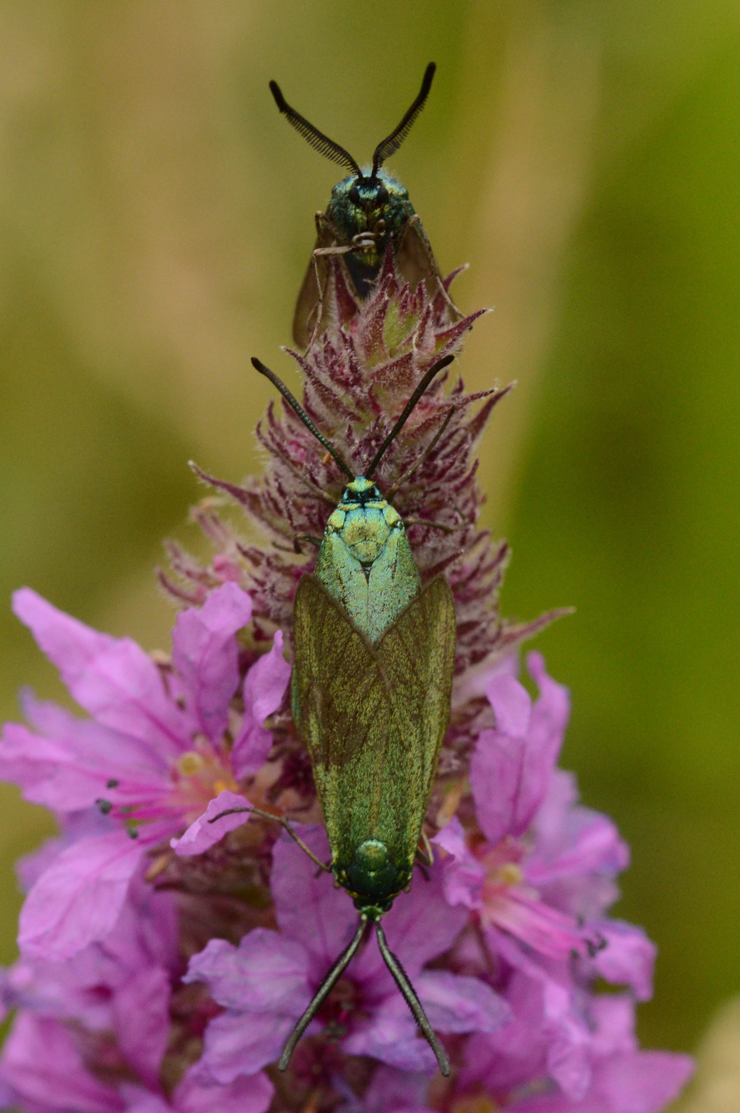 FORESTER_18.07.2021_Blavand_Denmark_49.JPG