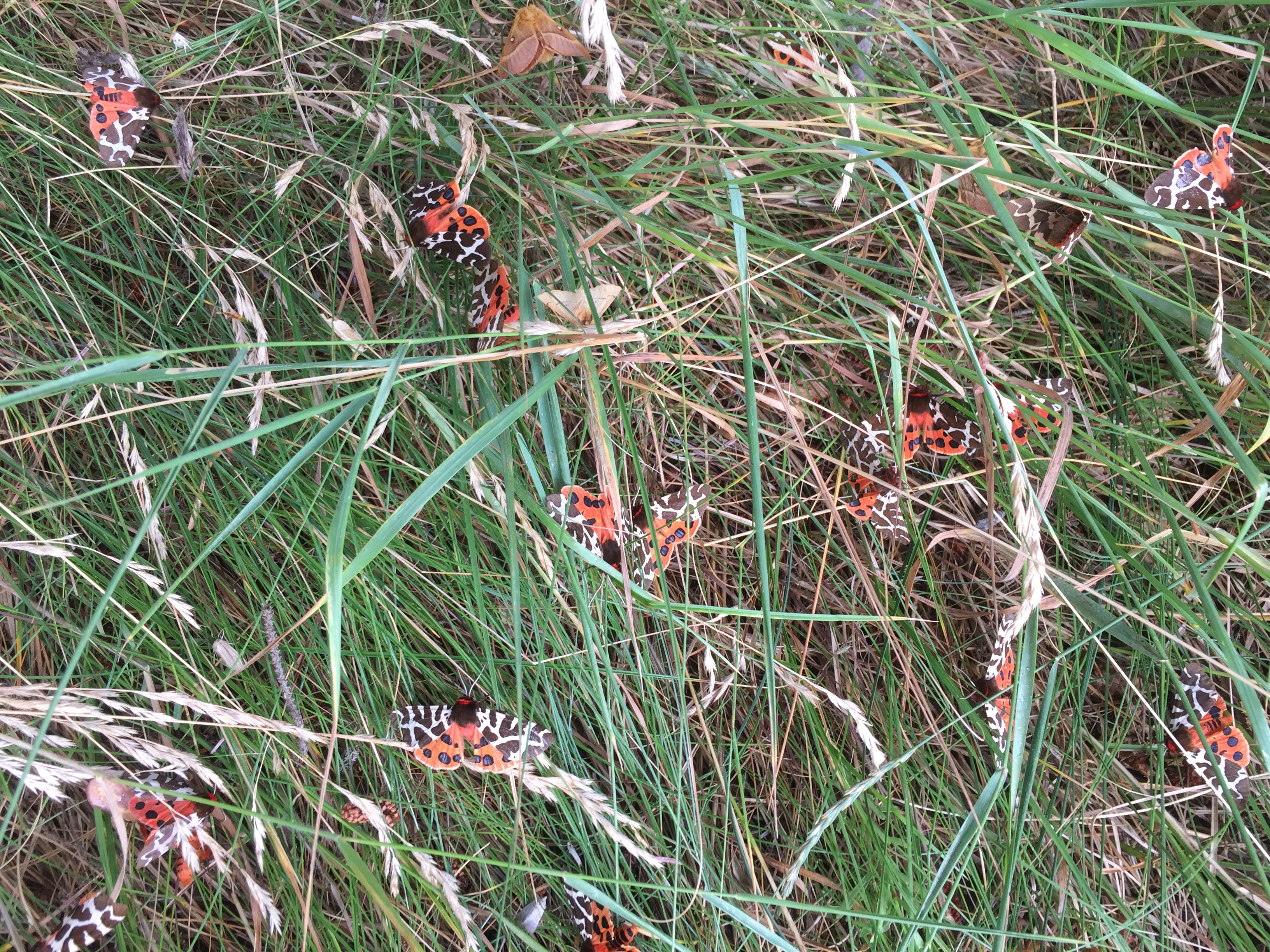 GARDEN_TIGER_28.07.2021_Blavand_Denmark_3.JPG