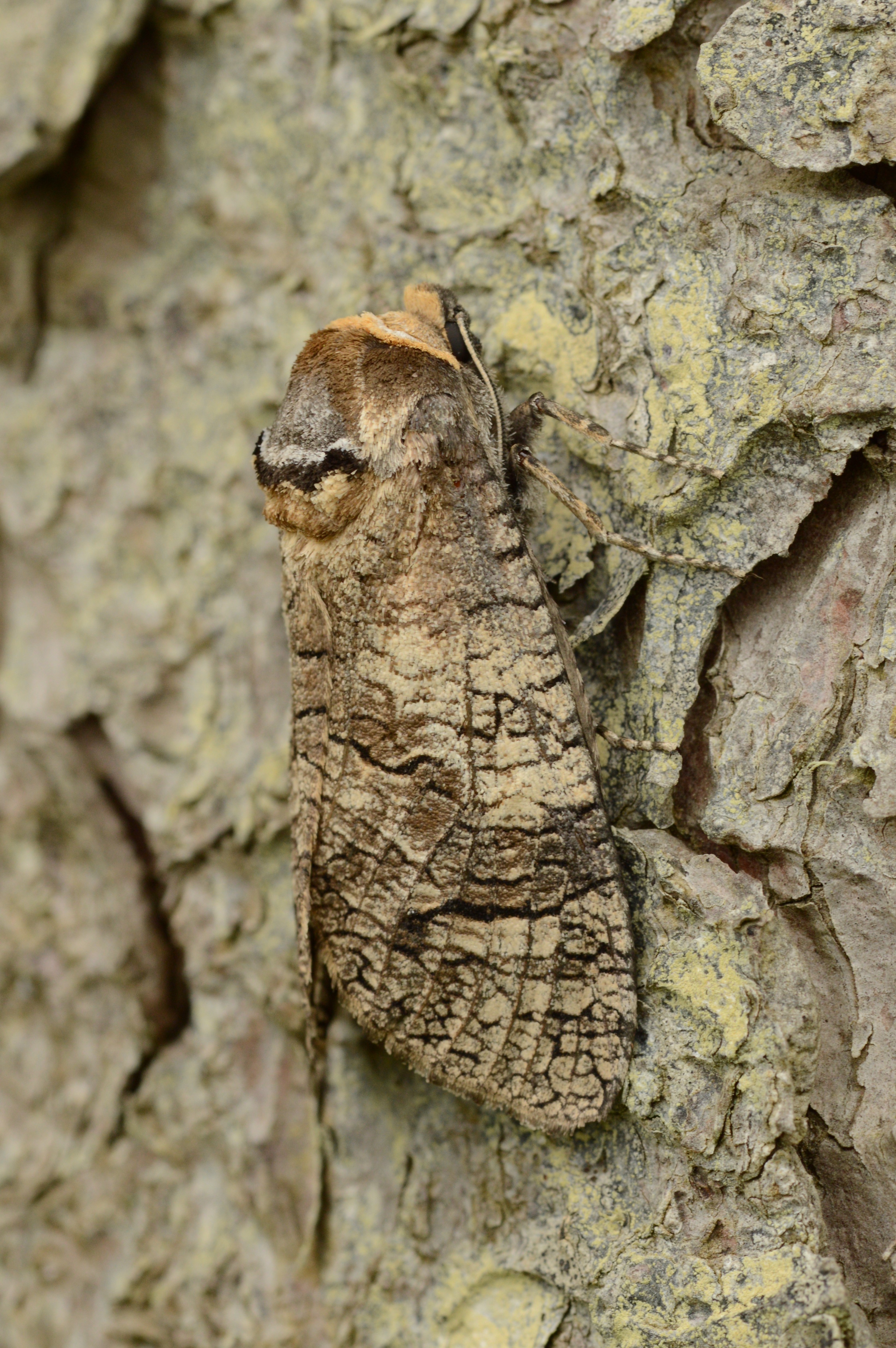 GOAT_MOTH_25.06.2021_Blavand_Denmark_186.JPG