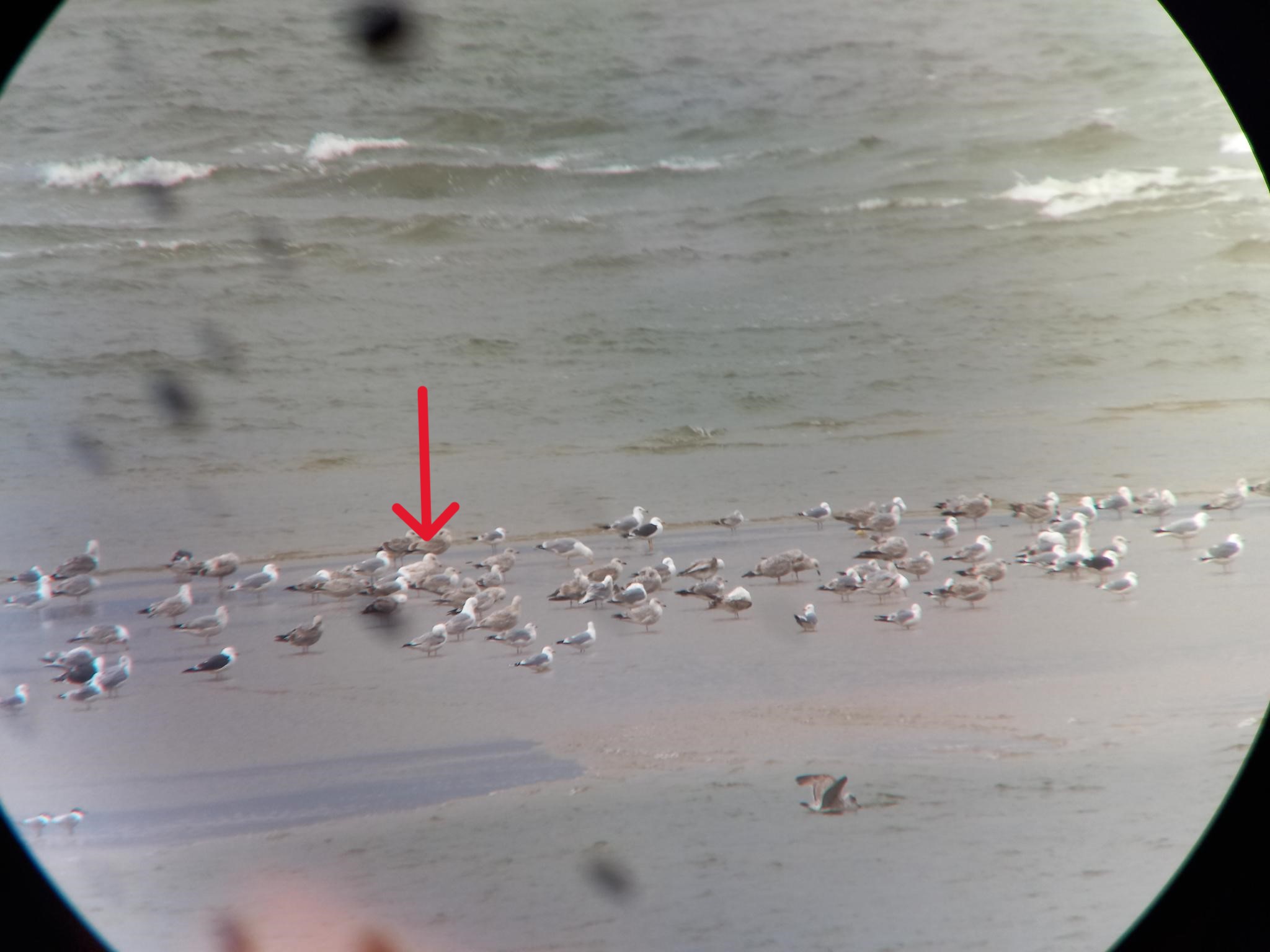 Glaucous Gull Pfeil