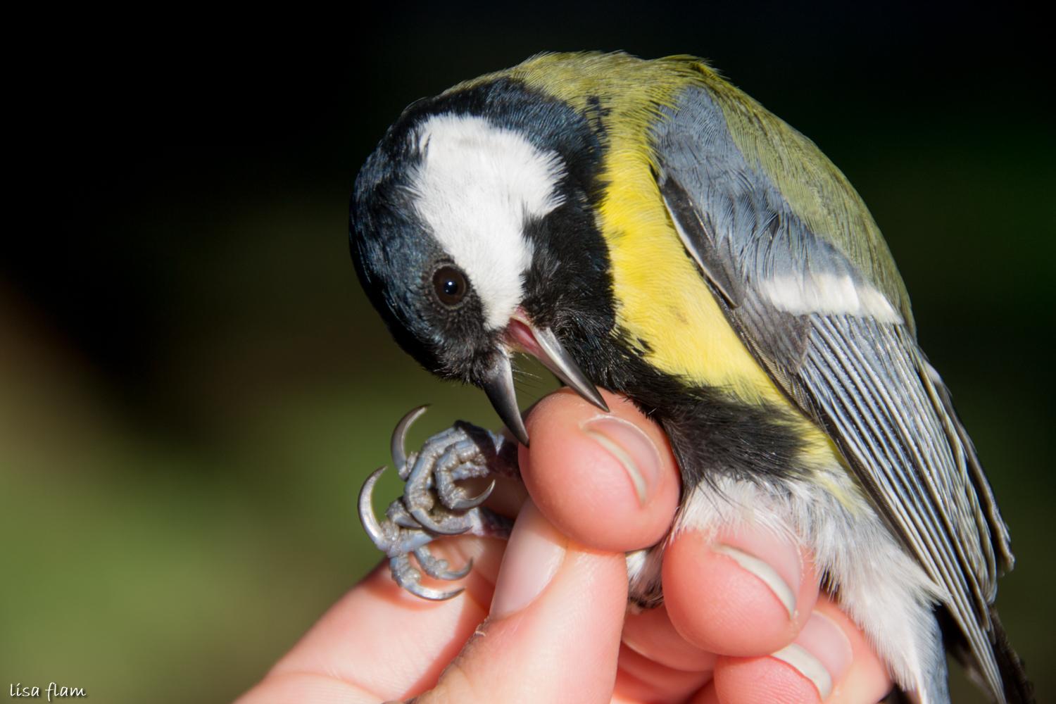 Great tit bit