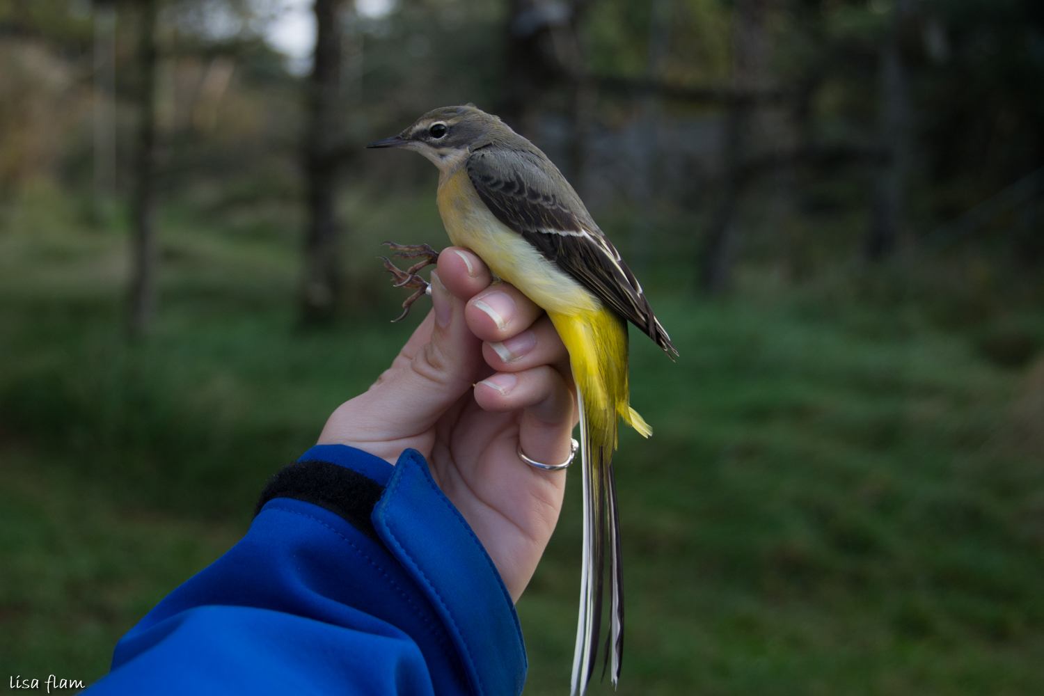 Grey Wagtail