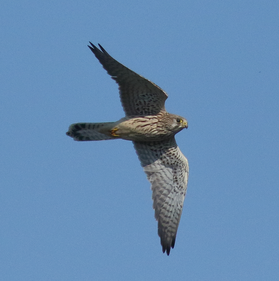 Kestral