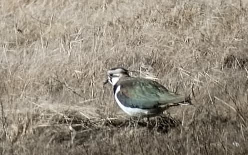 Lapwing.jpeg