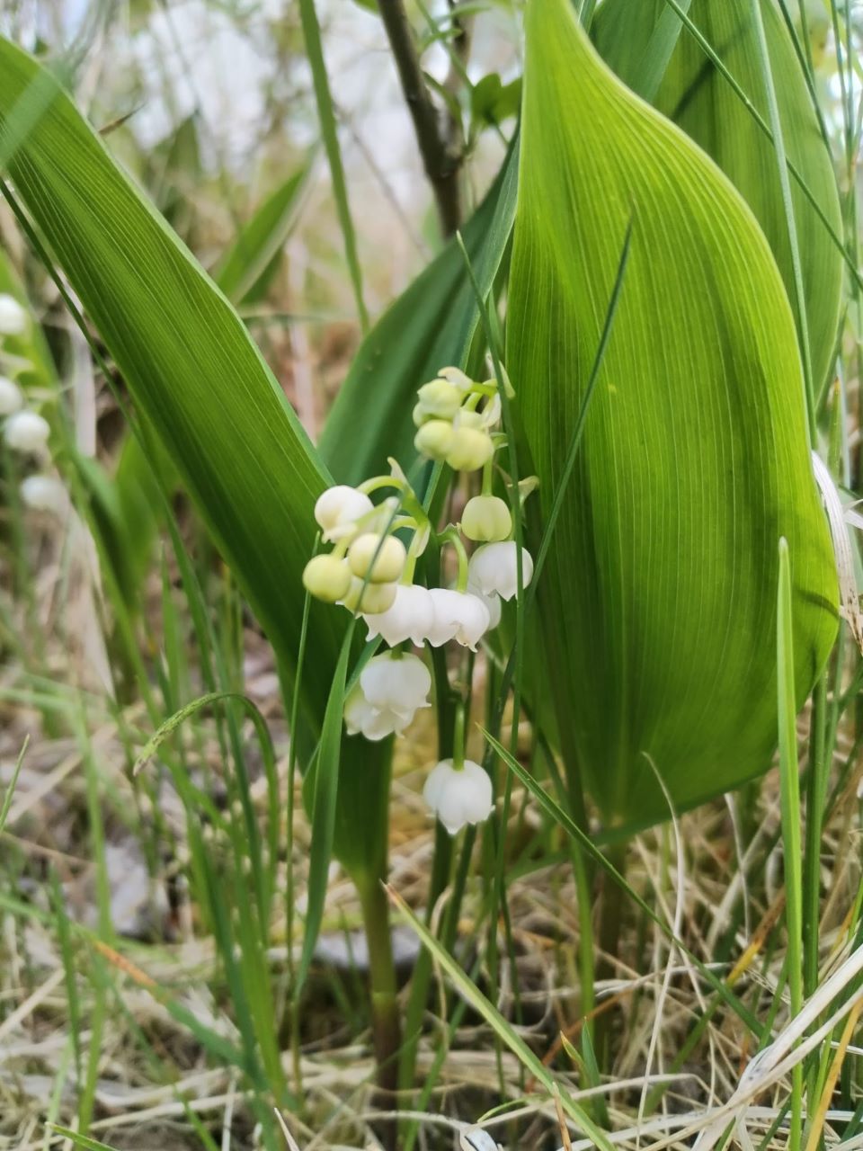 Lilly_of_the_valley_24.jpg