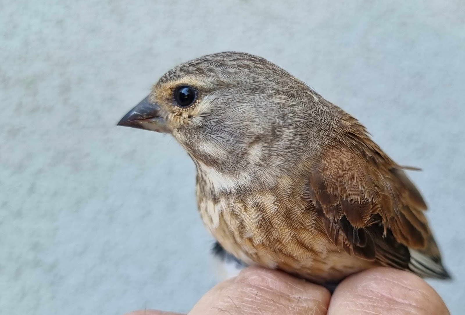 Linnet.jpg