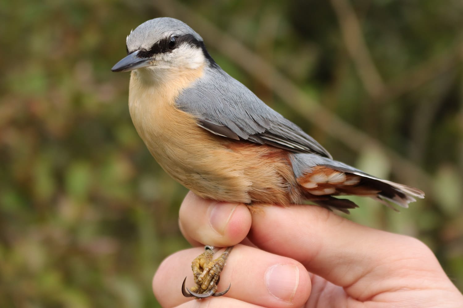 Nuthatch.jpg