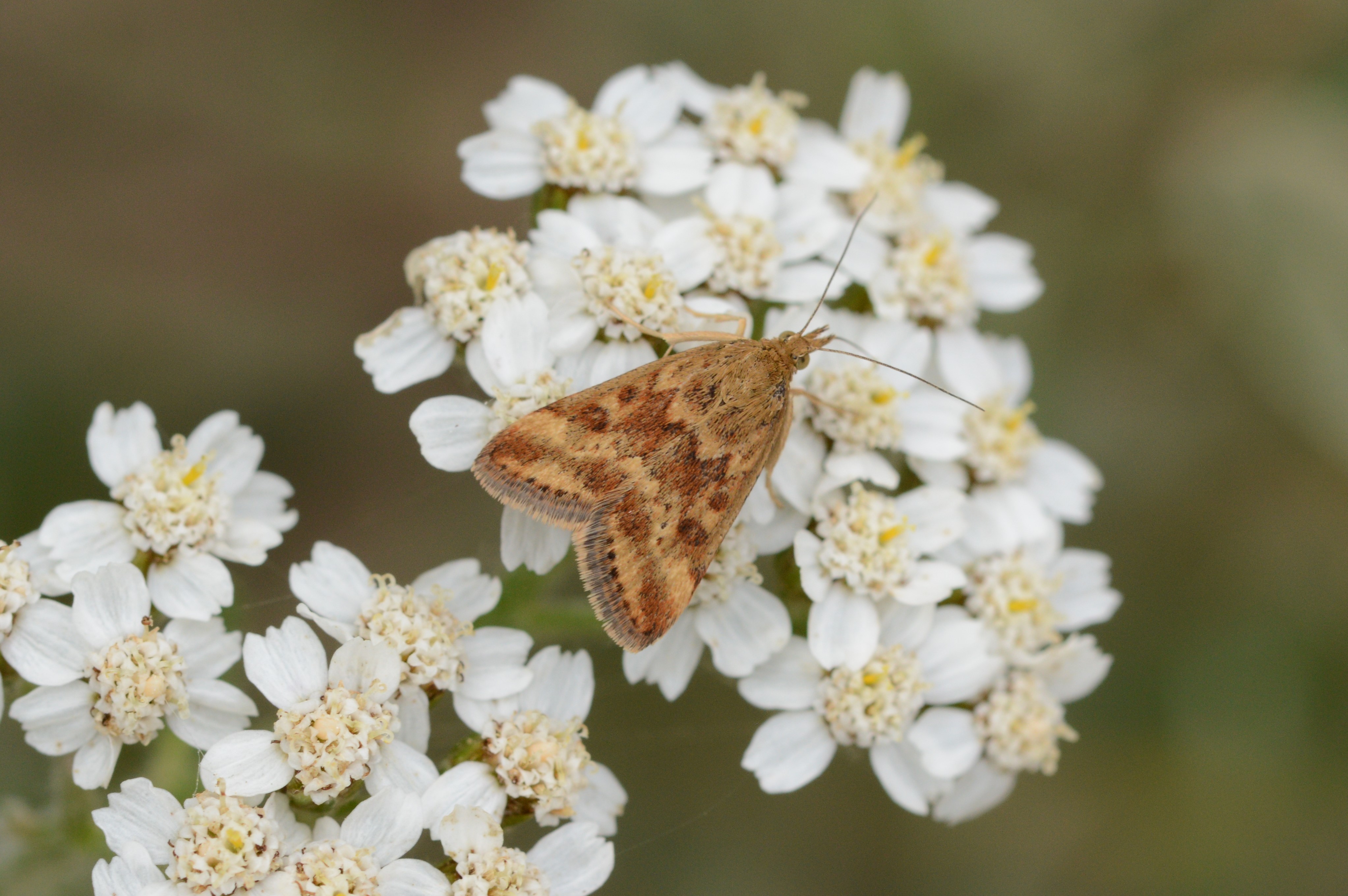 Pyrausta_despicata_18.07.2021_Blavand_Denmark_32.JPG