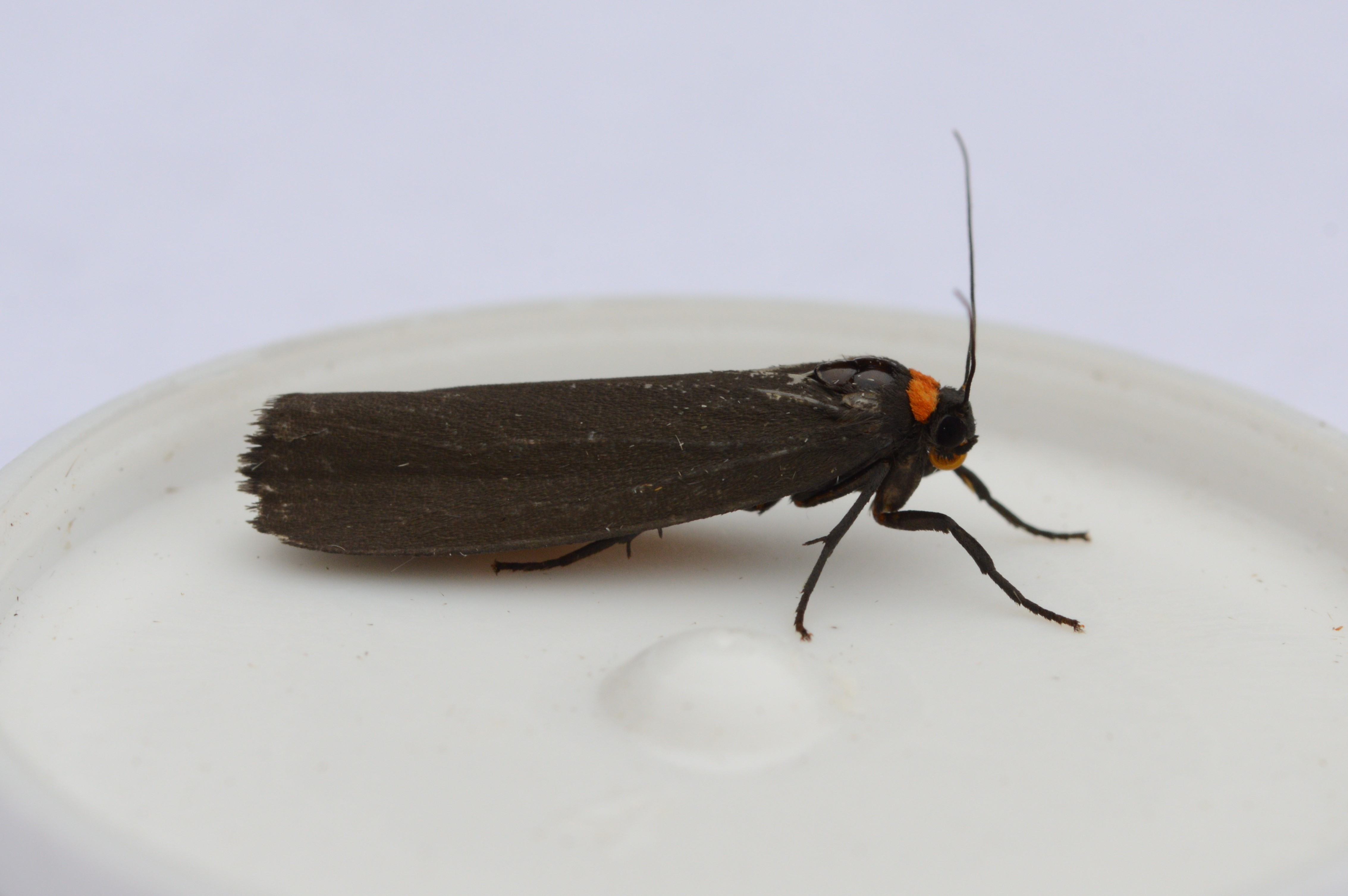 RED-NECKED_FOOTMAN_03.07.2021_Blavand_Denmark_1.JPG