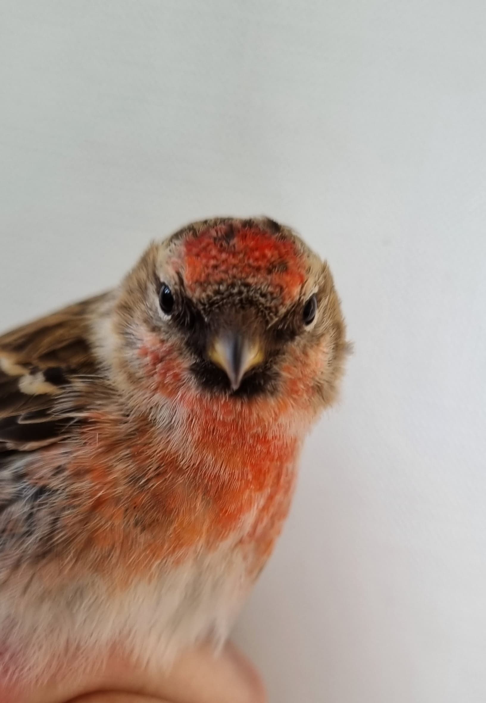 Redpoll1.jpg