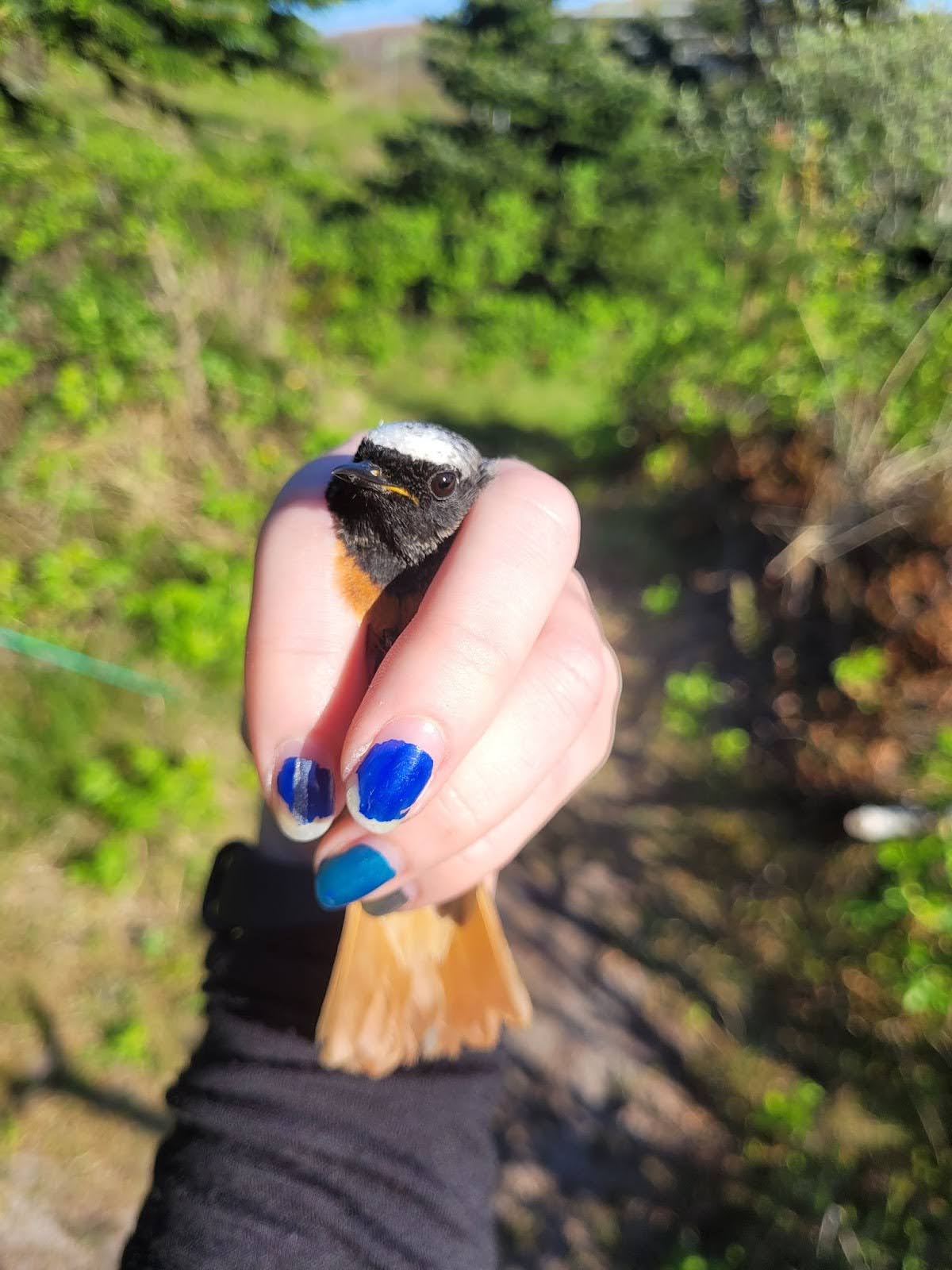 Redstart.jpg