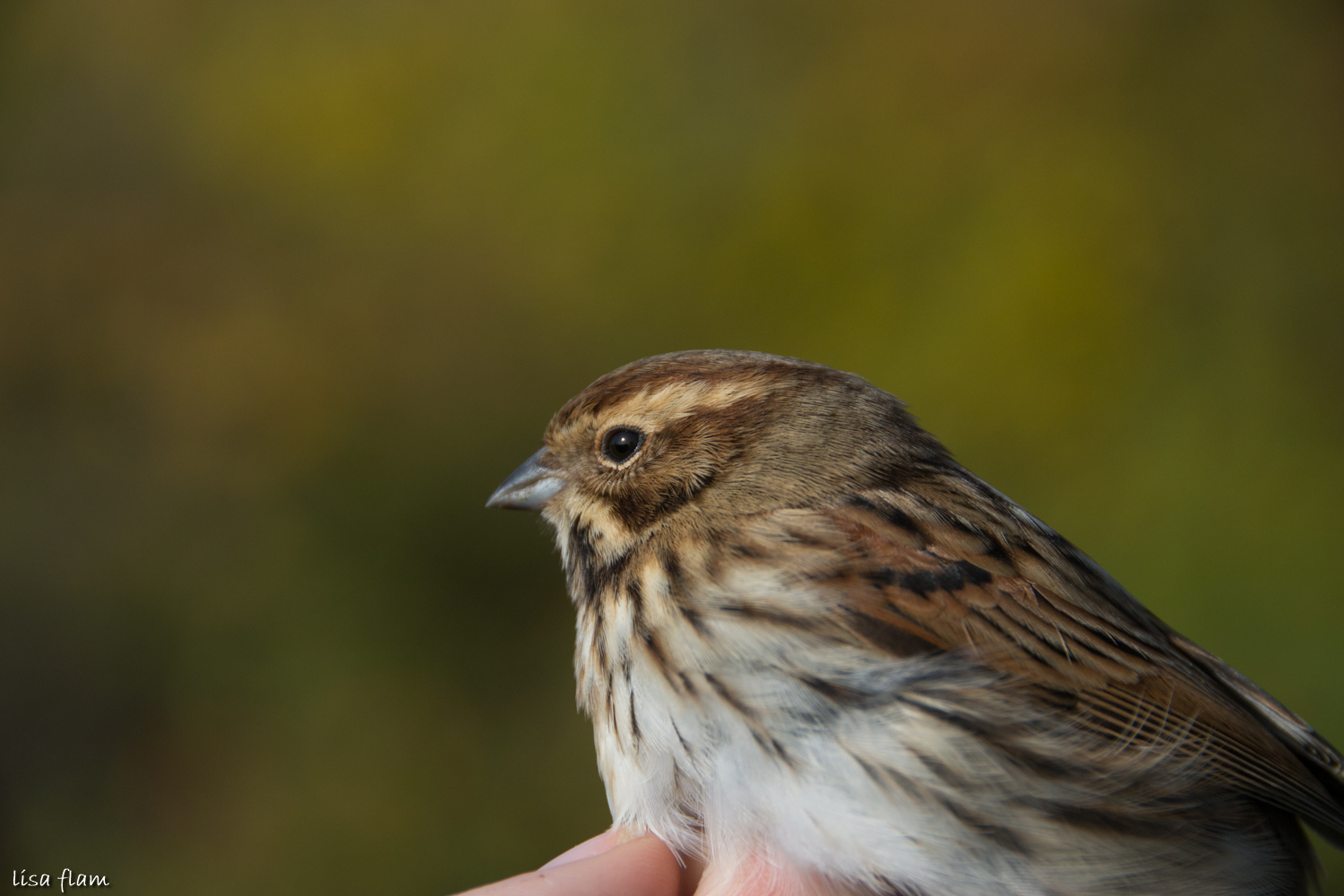 Reed Bunting