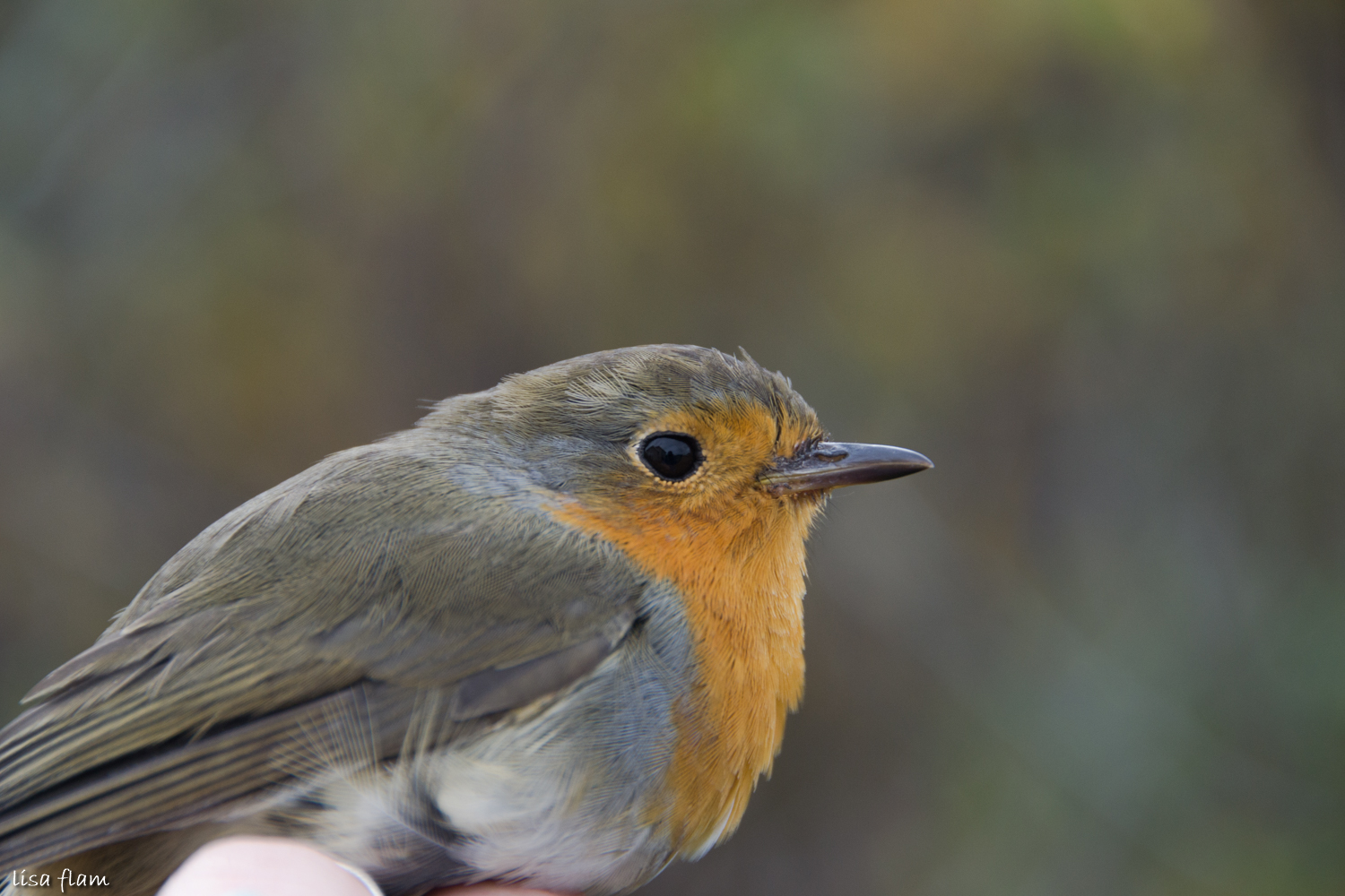 Robin with swedesh ring