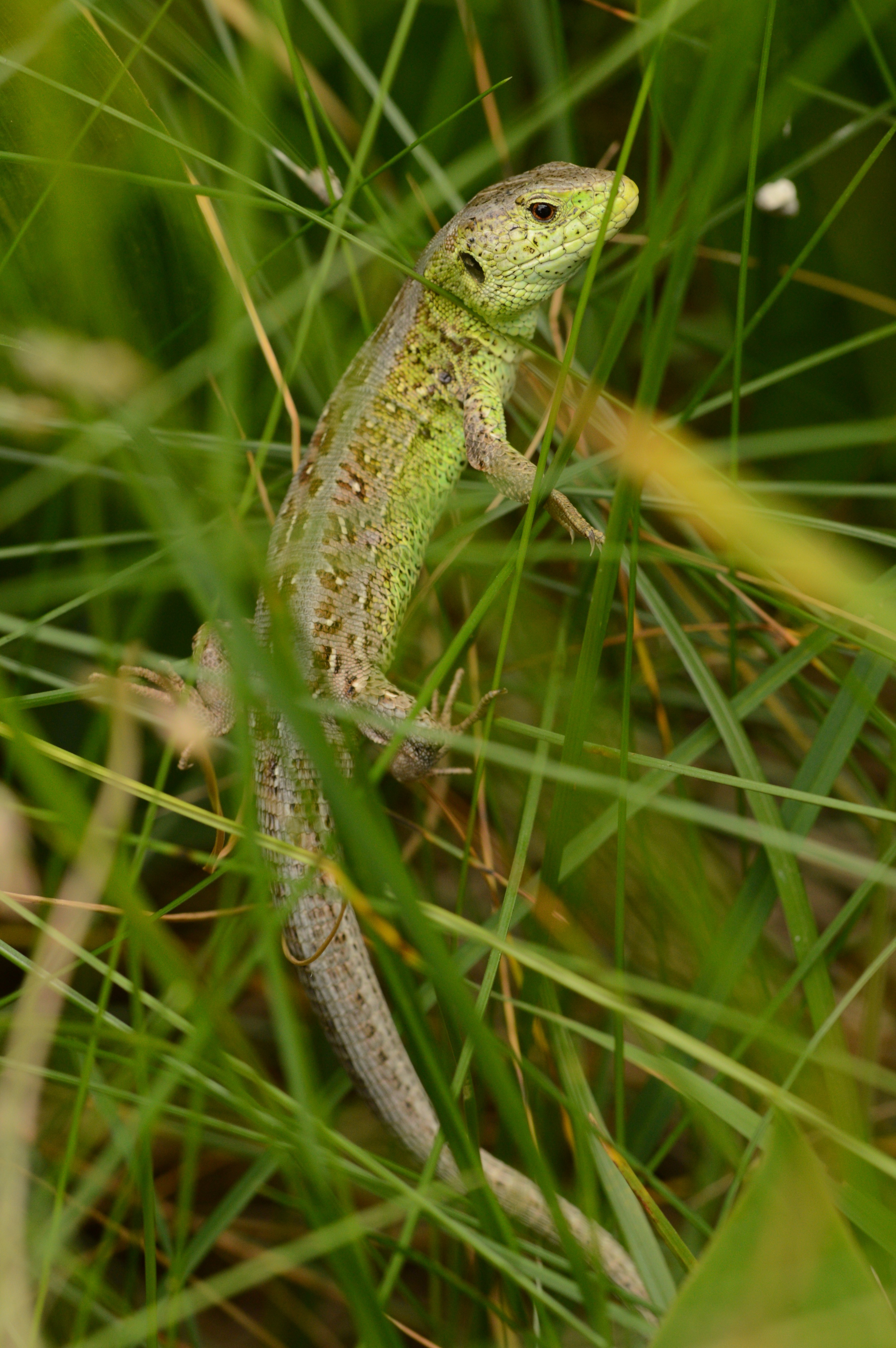 SAND_LIZARD_male_02.07.2021_Blavand_Denmark_46.JPG