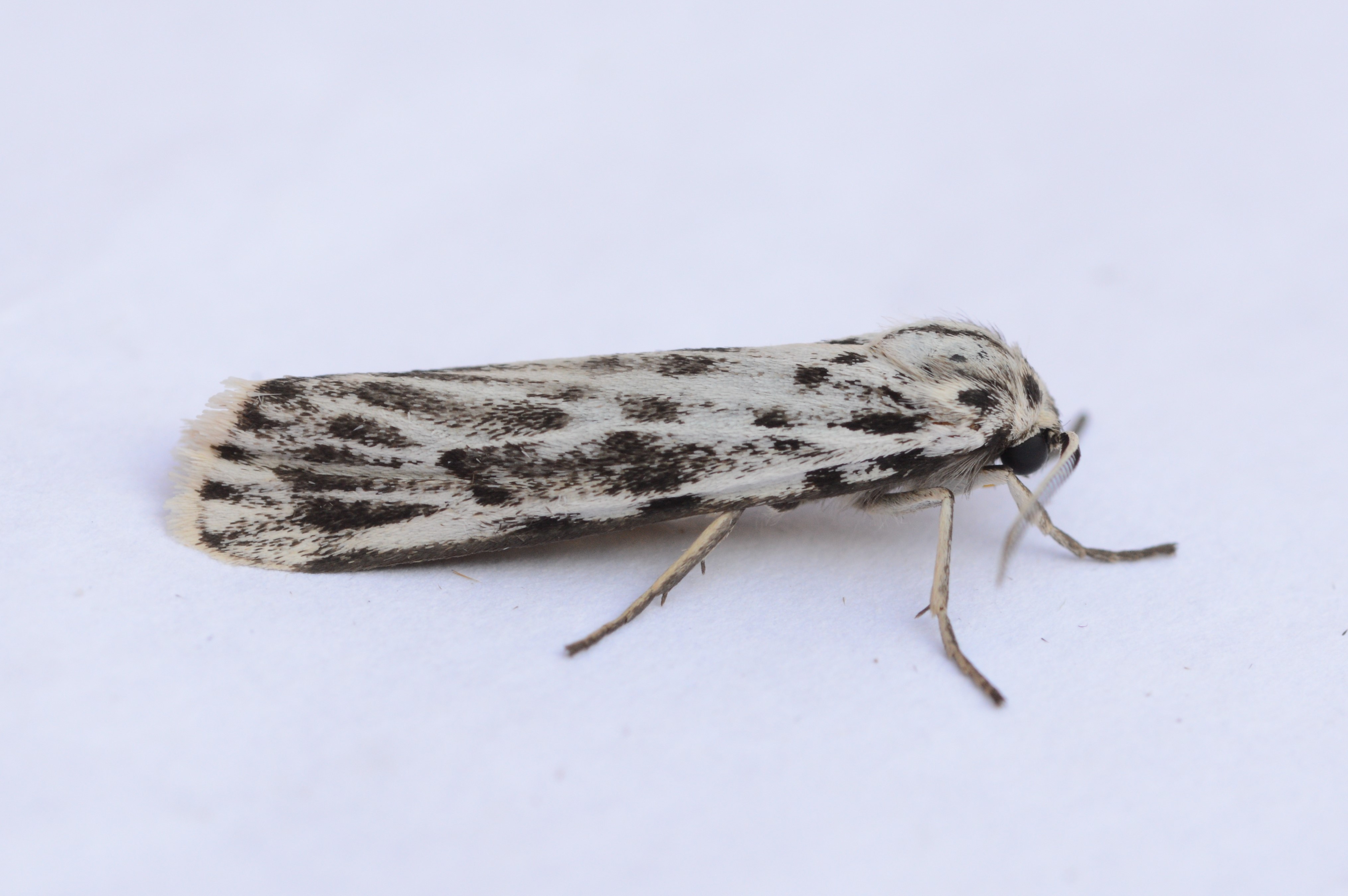 SPECKLED_FOOTMAN_27.07.2021_Blavand_Denmark_15.JPG