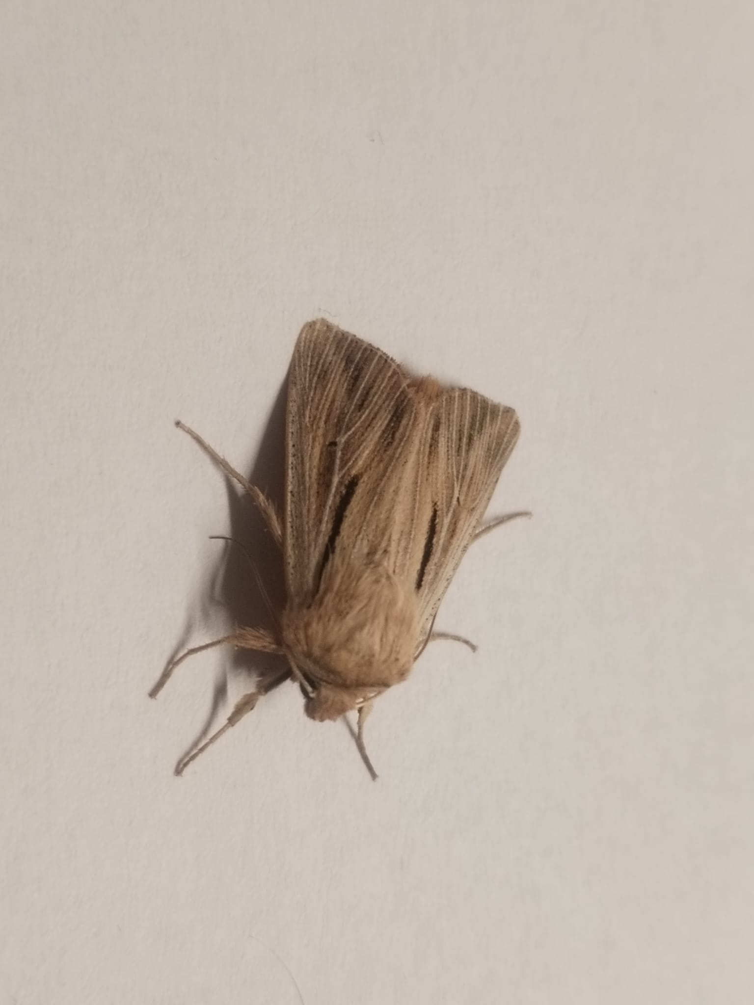 Shoulder_striped_Wainscot.jpeg