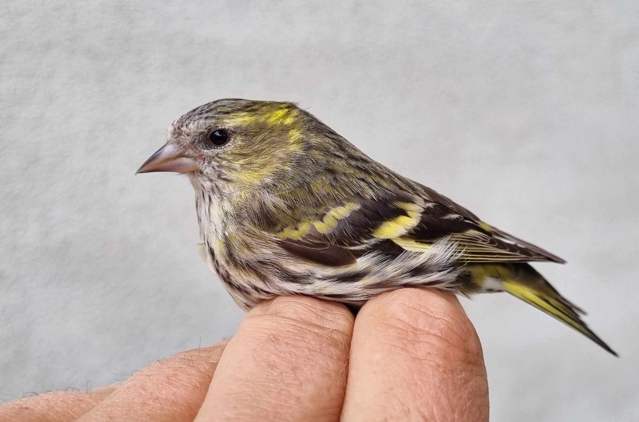 Siskin.jpg