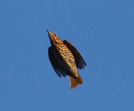 Song thrush. Foto. Jennifer Leung