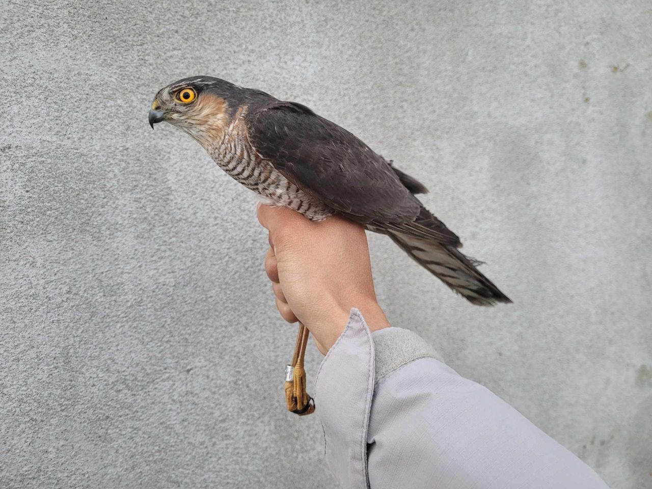Sparrowhawk_male_profile.jpg