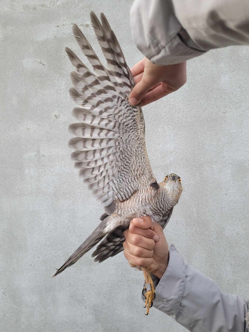 Sparrowhawk_male_wing.jpg