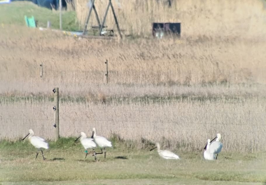 Spoonbills_at_Grønningen.jpeg