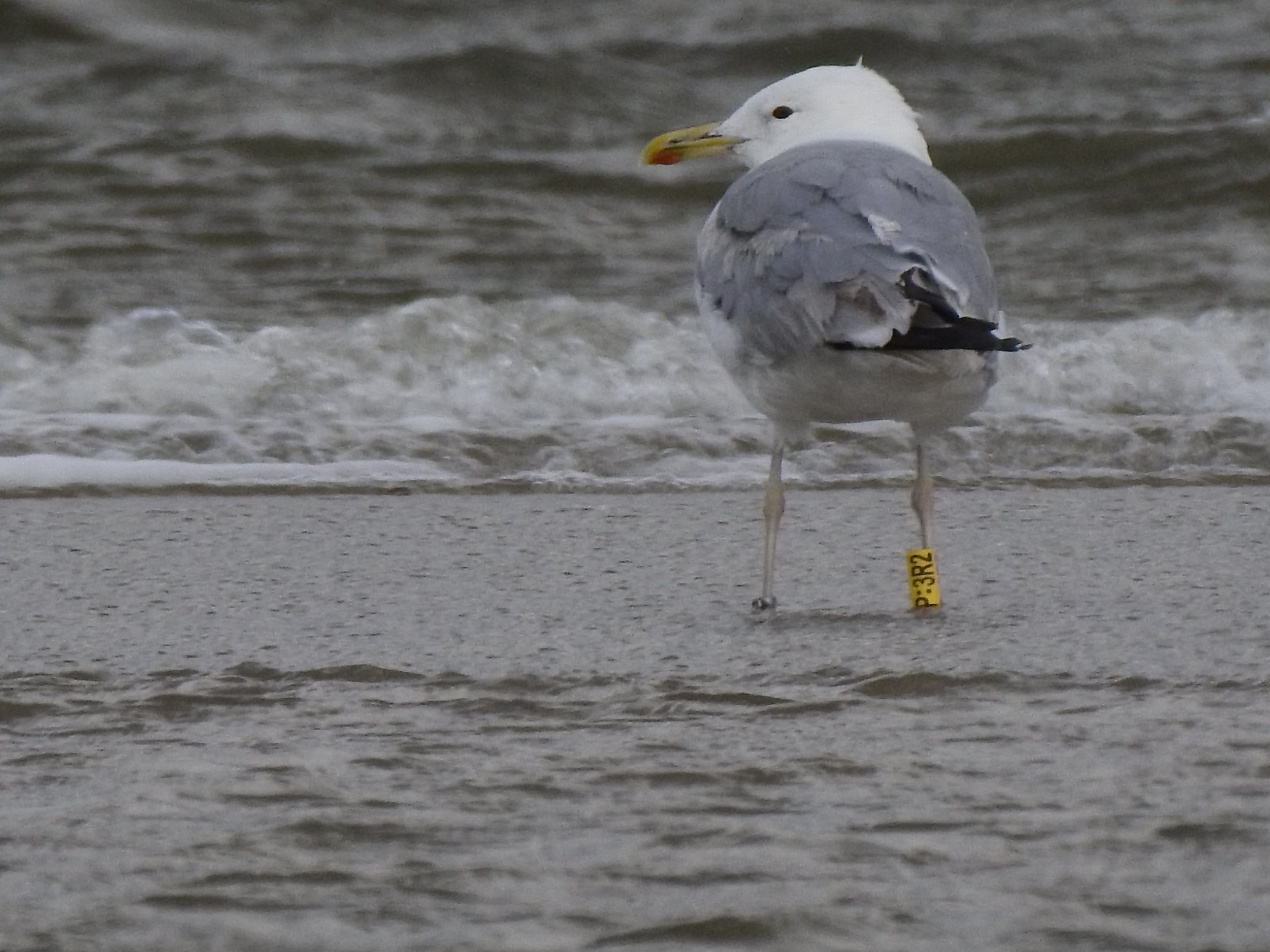 Steppenmowe Larus cachinnans cy3 Blavand DK 26072023