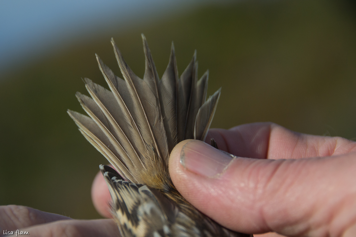 Tail Treecreeper