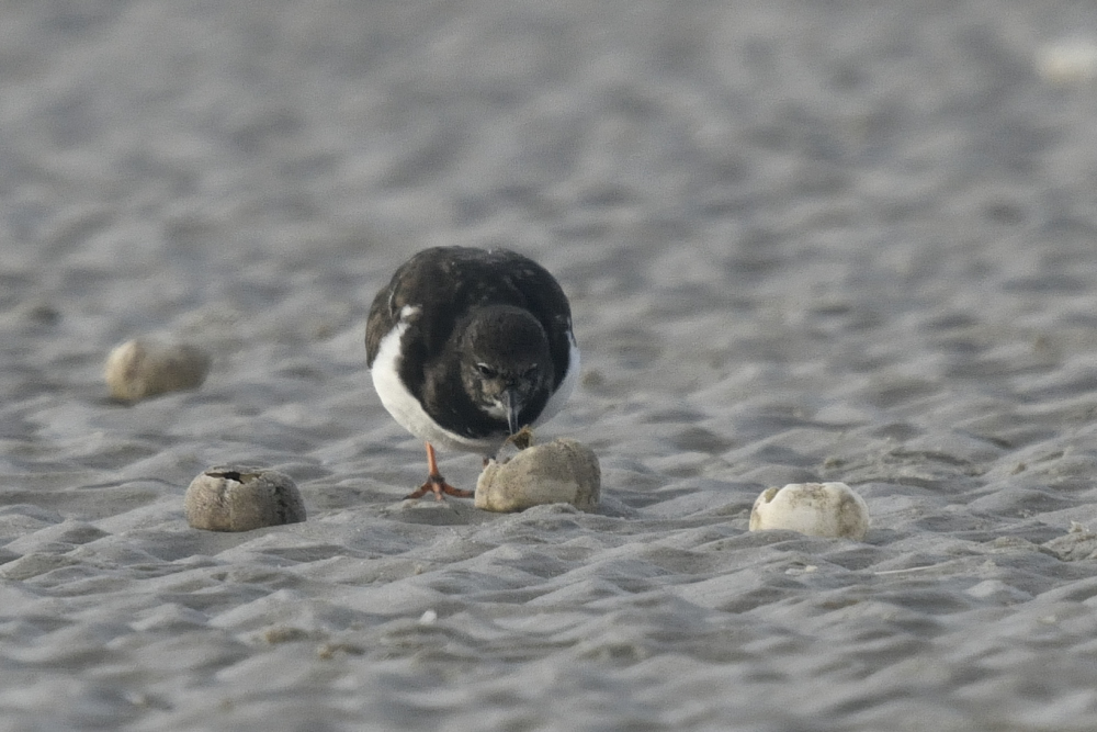 Turnstone a 01112019 00001