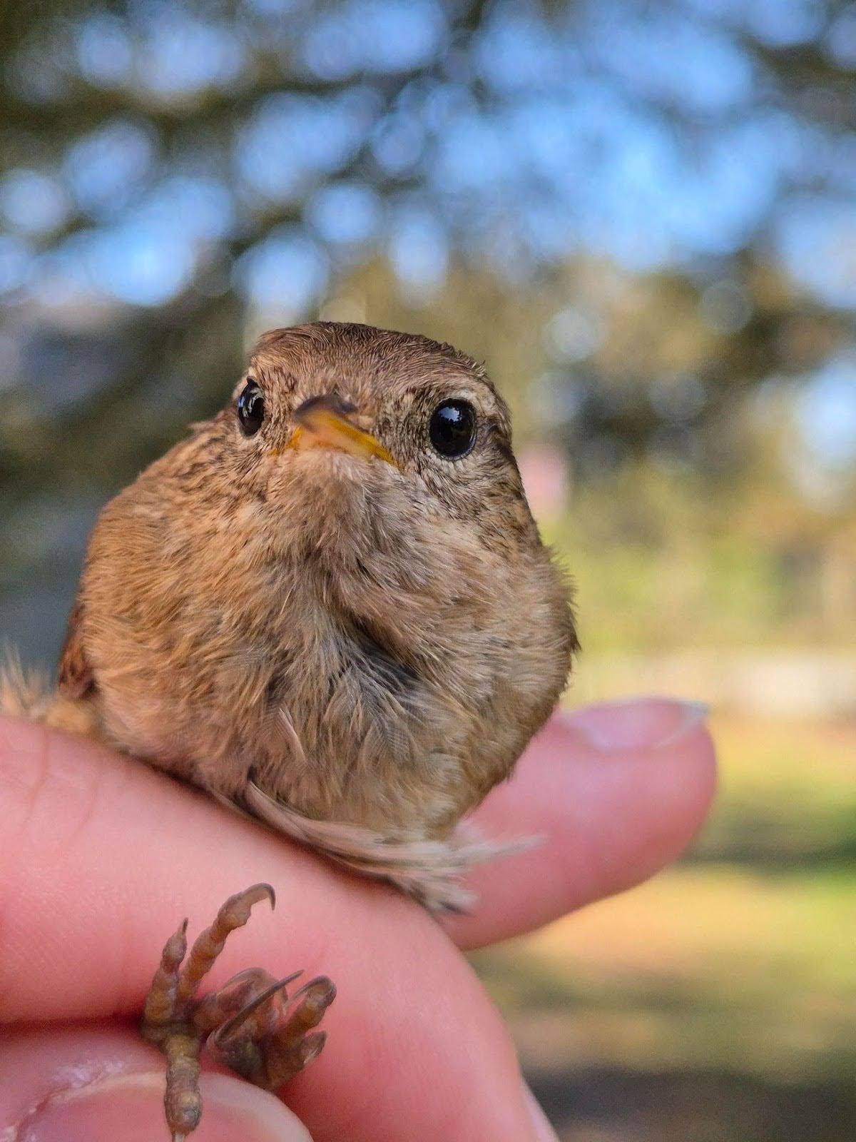 Wren.jpg
