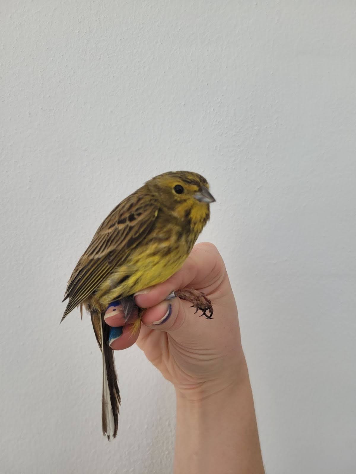 Yellowhammer.jpg