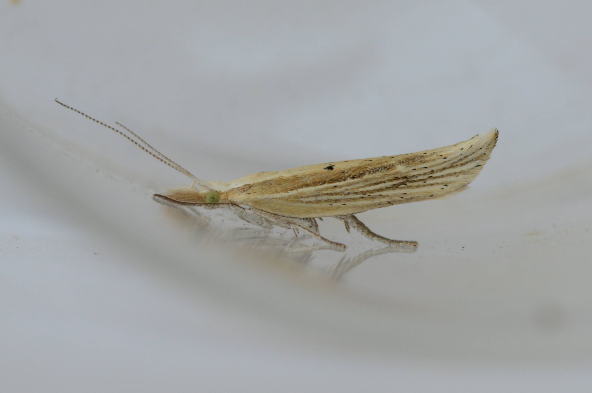 Ypsolopha nemorella