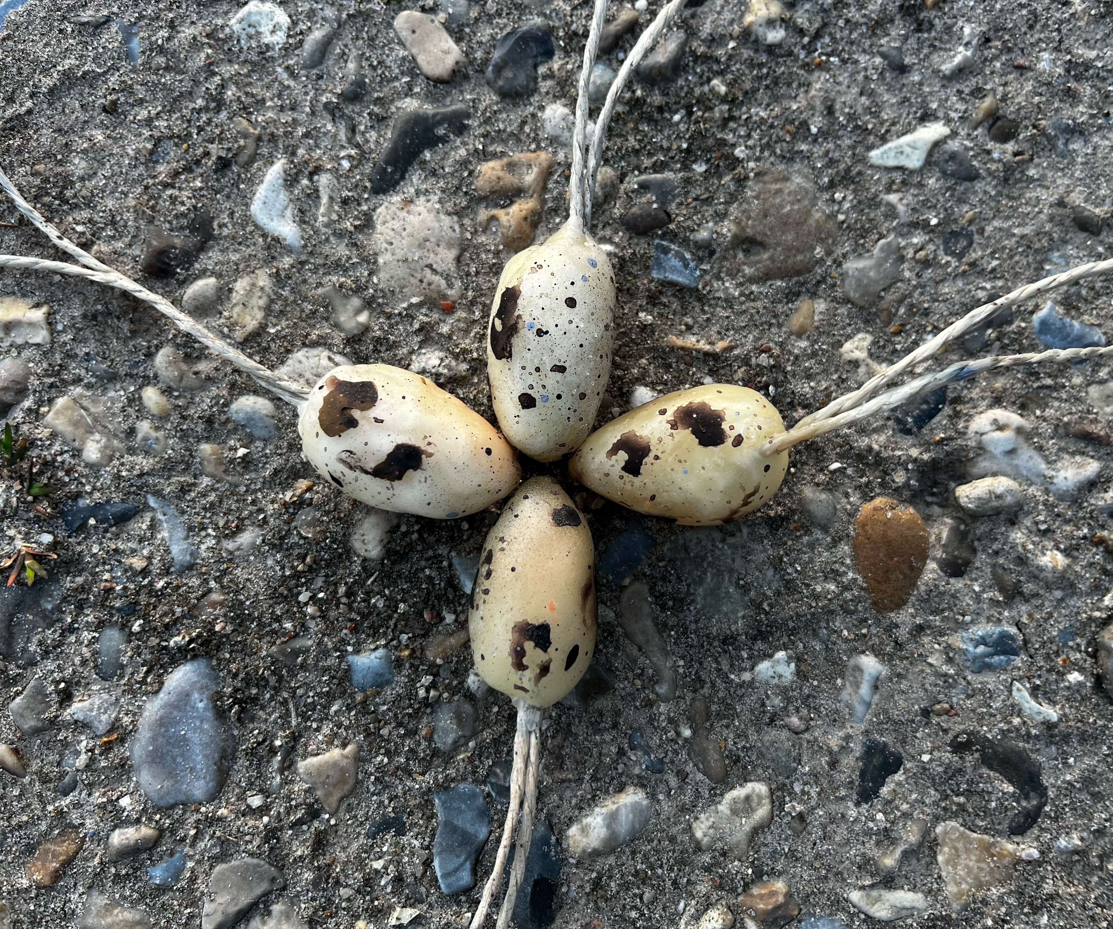 artificial_eggs.jpeg