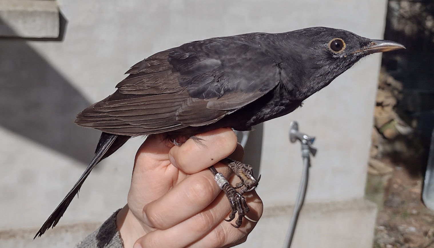 Blackbird 07 09 2026