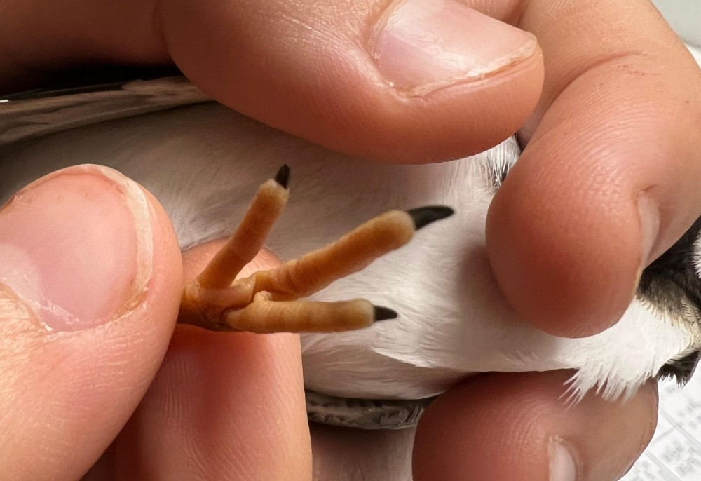 Common Ringed Plober foot 07 08 2026