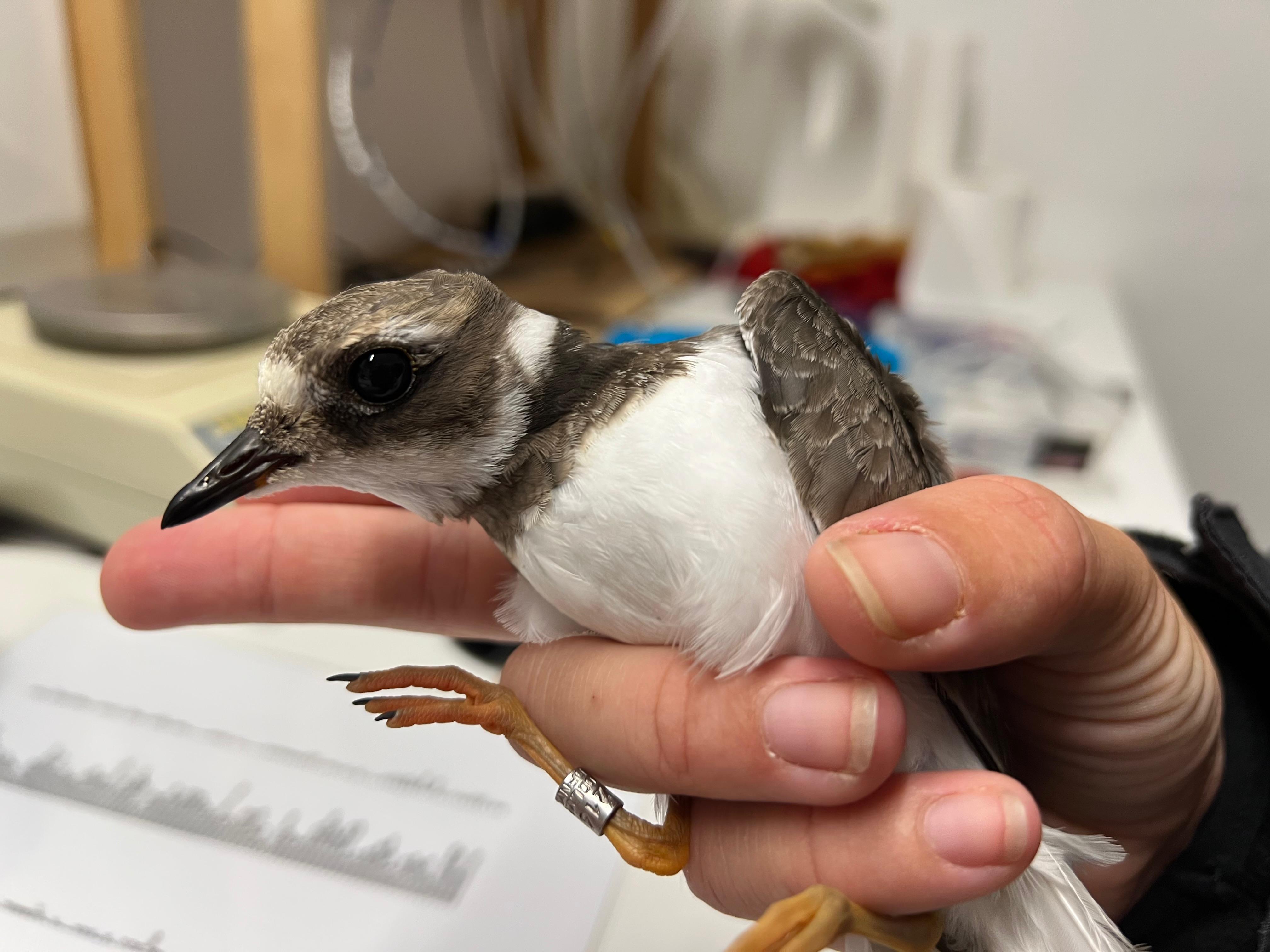 Common Ringed Plover 07 08 2026