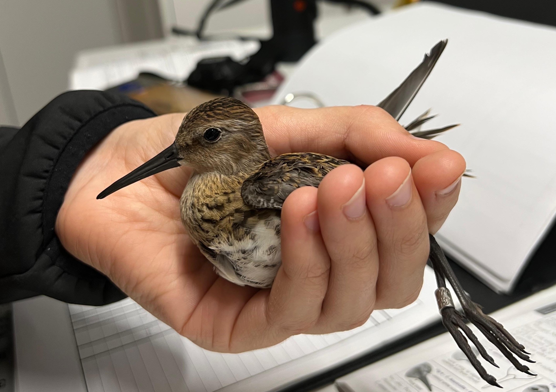 Dunlin 07 08 2026