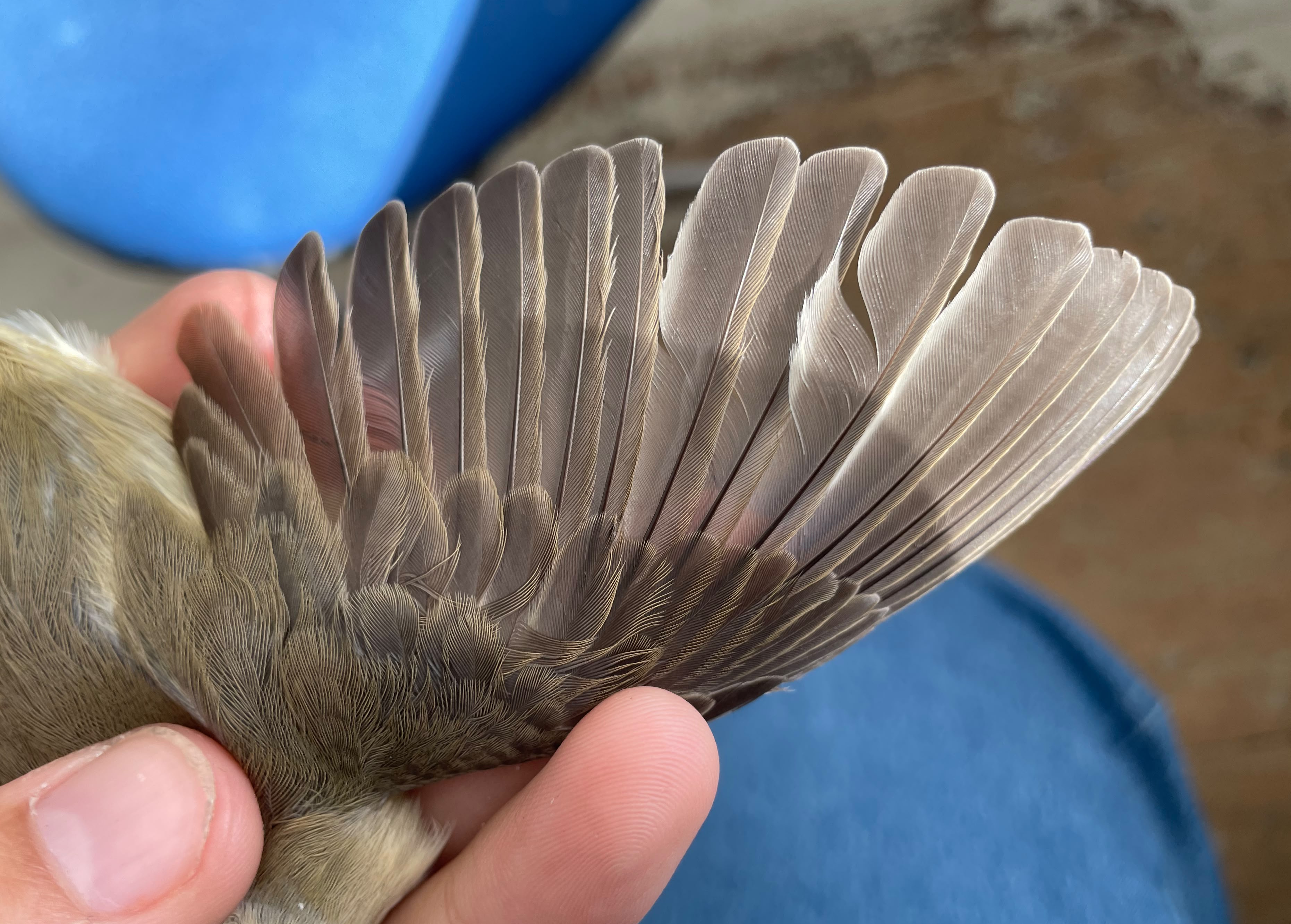 Garden Warbler 1k 26 08 2026
